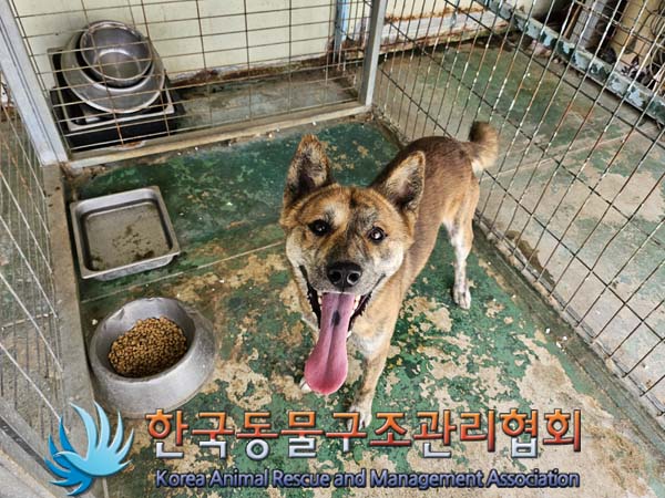 한국동물구조관리협회_441560202401233